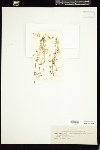Chara coronata