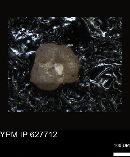 undet. Foraminiferida