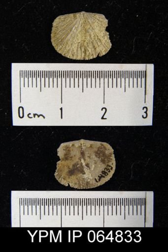 Schizoramma fissiplicata
