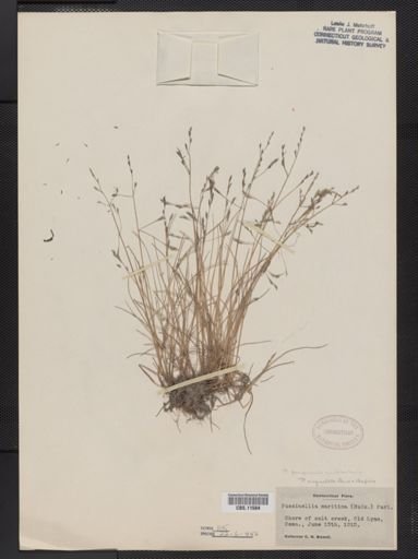Puccinellia pumila