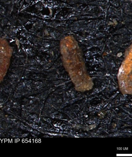 Miliammina manitobensis