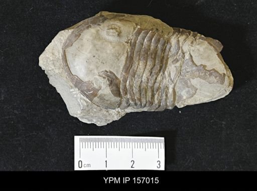 Isotelus platycephalus