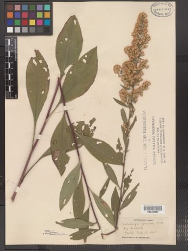 Solidago speciosa