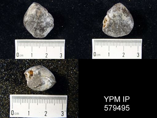 Meristella barrisi