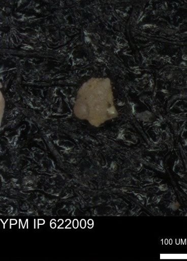 undet. Foraminiferida