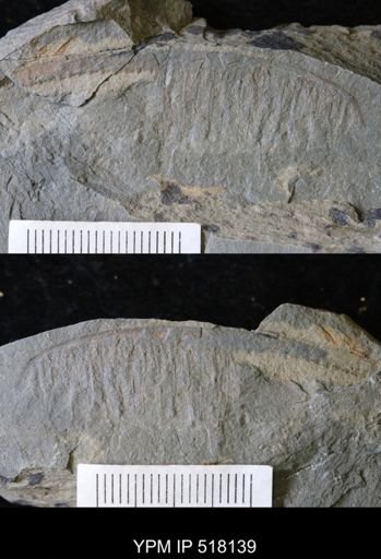 Pseudoangustidontus duplospineus