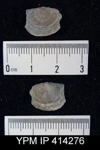 Devonochonetes sp.