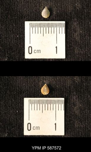 Camarotoechia whitei