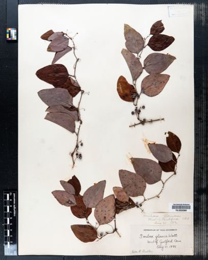 Smilax glauca