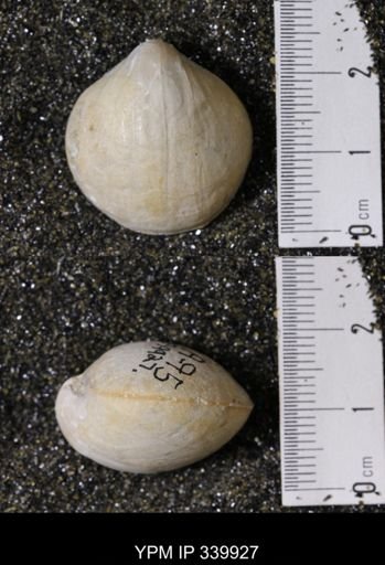 Kingena wacoensis