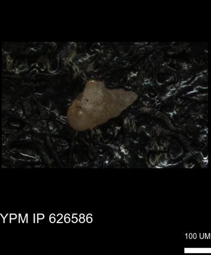 undet. Foraminiferida