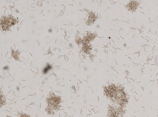 Haliclona sp.