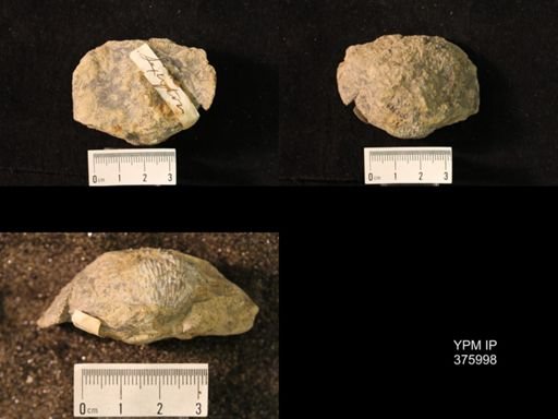 Pustula sp.