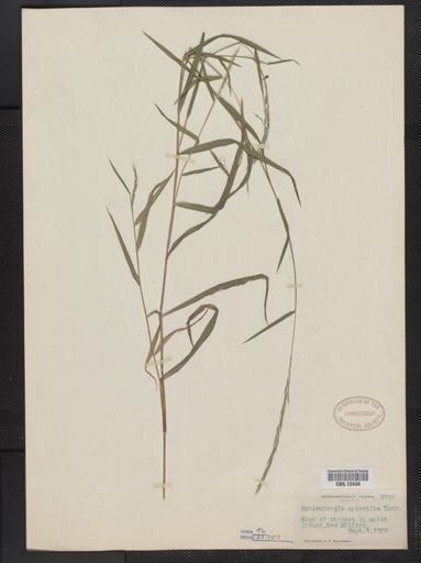 Muhlenbergia sylvatica
