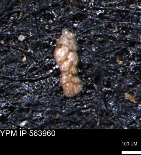 Ammobaculoides phaulus