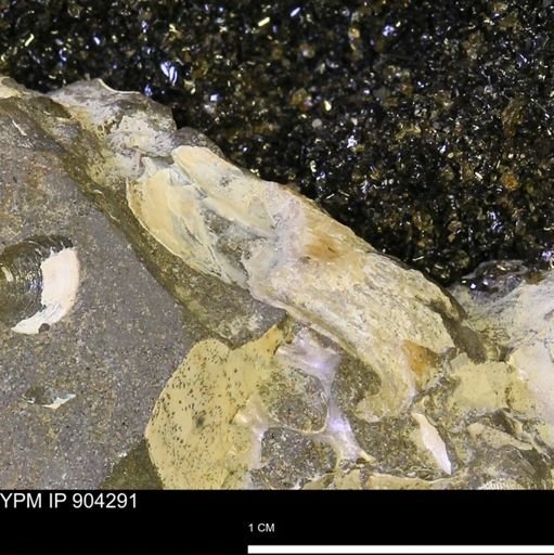 undet. Mollusca