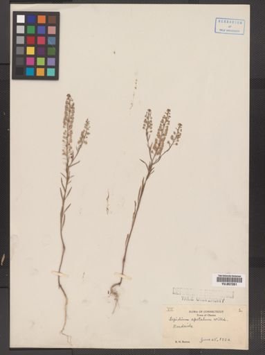 Lepidium densiflorum