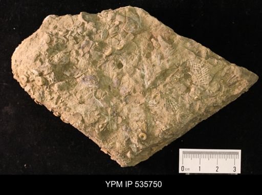 undet. Fenestellidae; crinoid fragments and