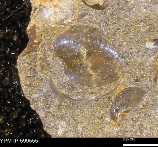 Protocardia subquadrata