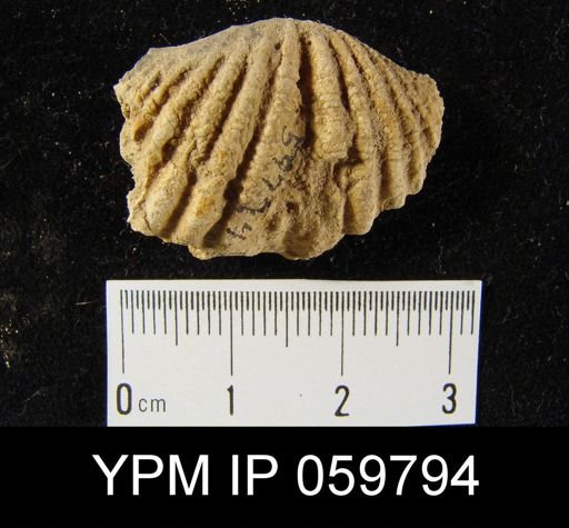 Spirifer gordoni?