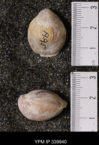 Kingena wacoensis