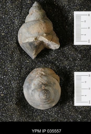 Campeloma harlowtonensis