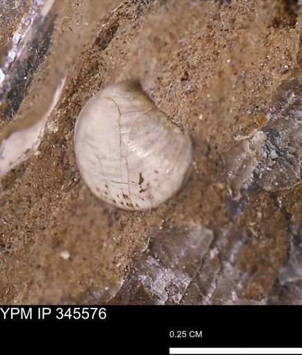 Corbulamella?