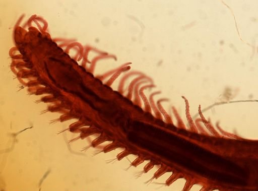 Polychaeta