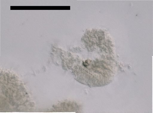 Hippopodius hippopus