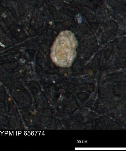 Spirolocammina planula