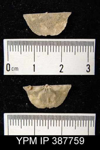 Dyoros sp.