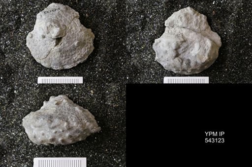 Megistocrinus nodosus?