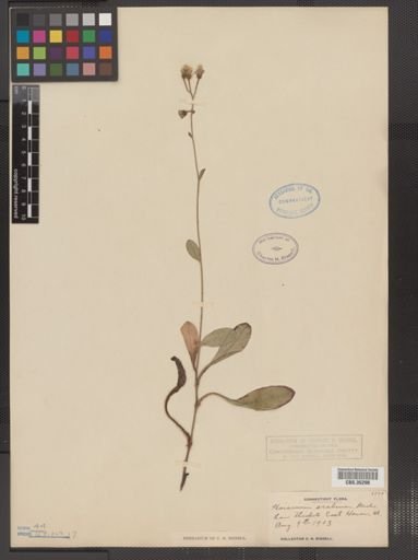 Hieracium scabrum