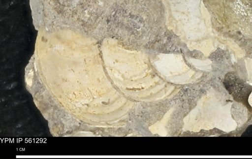 undet. Gastropoda