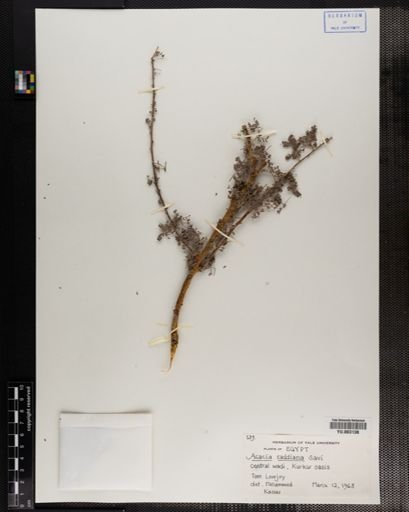 Acacia