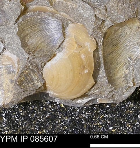 Chonetina flemingi alata