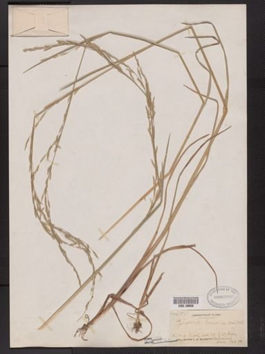 Glyceria borealis