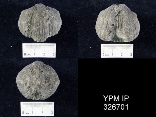 Platystrophia ponderosa