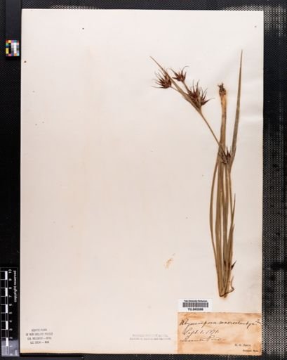 Rhynchospora macrostachya