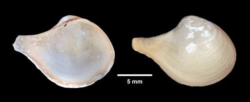 Cuspidaria fraterna