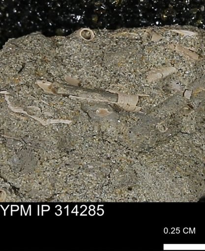 undet. Scaphopoda