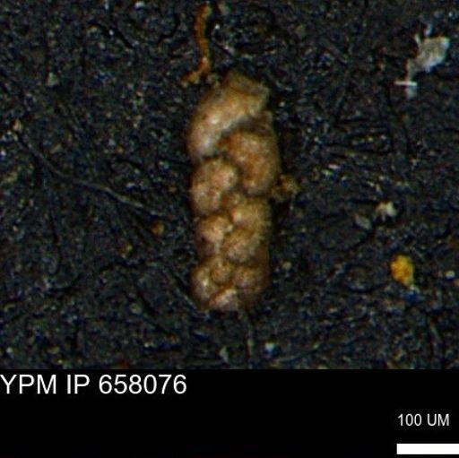 Ammobaculoides phaulus