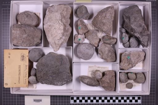 mixed taxa, stratigraphic collection