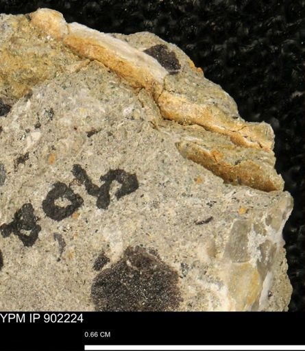 undet. Mollusca