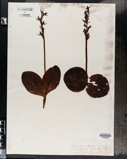 Habenaria