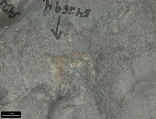Aplocoma damesii