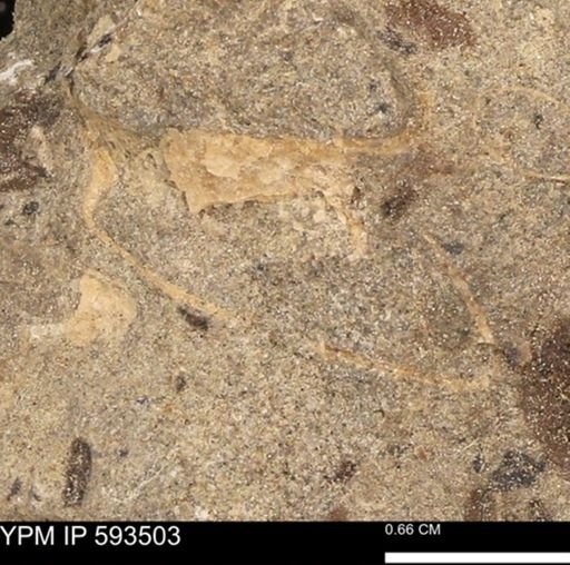 taxon undetermined