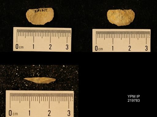 Chonetes granulifer