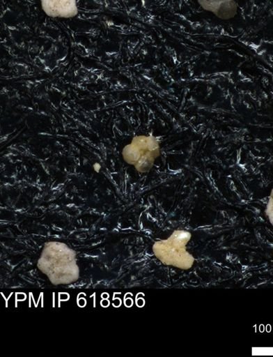 undet. Foraminiferida