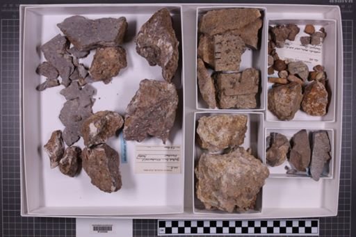 mixed taxa, stratigraphic collection